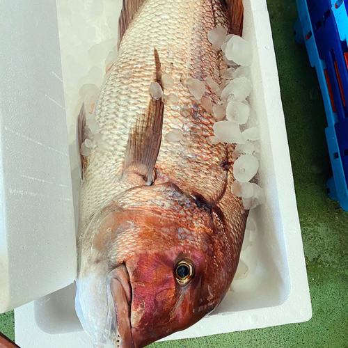 Frischer Fisch an unserem Marktstand – Bild 4